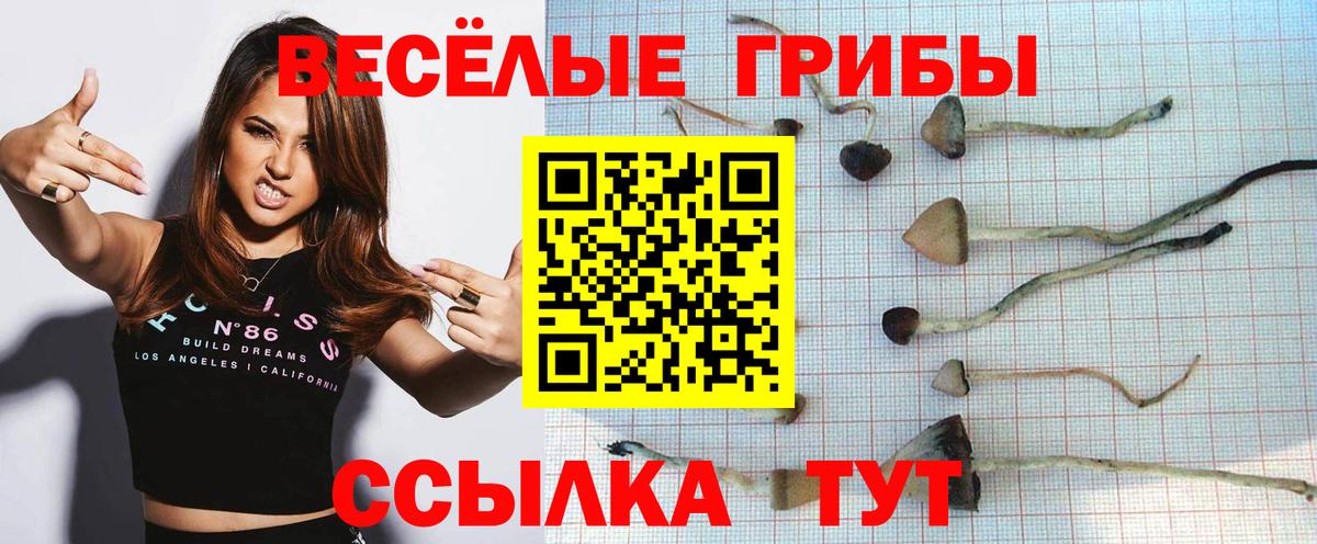Псилоцибиновые грибы Psilocybe Выкса